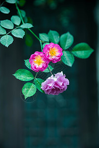 屋檐下攀爬的蔷薇花背景图片