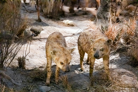 动物标本鬣狗图片