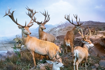 动物标本麋鹿背景图片