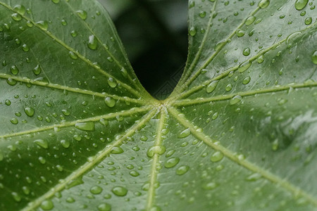 谷雨芭蕉叶雨滴图背景图片