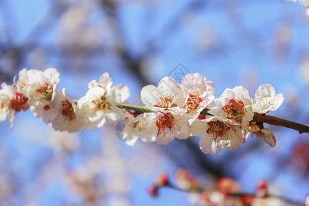 桃花图片