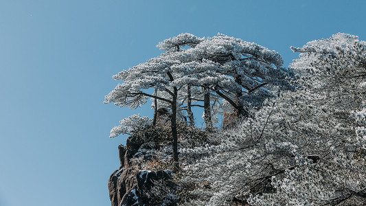 雪后黄山松树5A景点高清图片素材