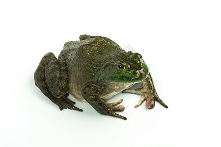 一只绿色青蛙牛蛙白底图背景