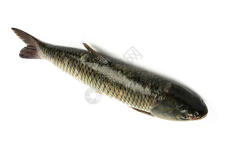 草鱼白底图食物淡水鱼图片素材