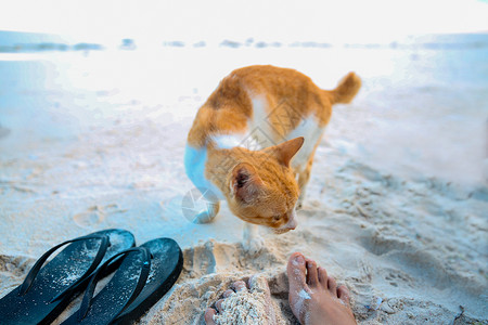 猫咪人字拖拖鞋沙滩上的猫背景