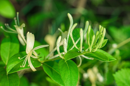 野生金银花正在生长的金银花背景