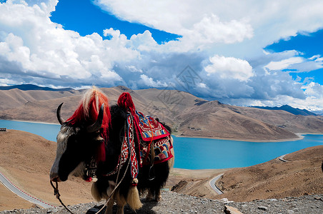 西藏耗牛牦牛背景