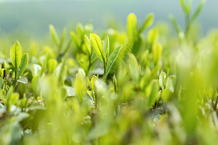 春天西湖春天的嫩茶芽背景