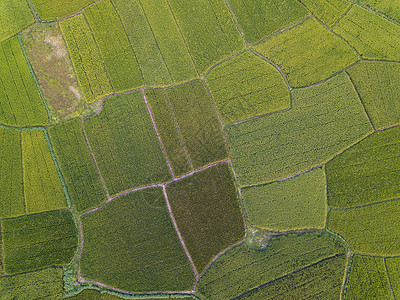 航拍农业水稻田农村高清图片素材