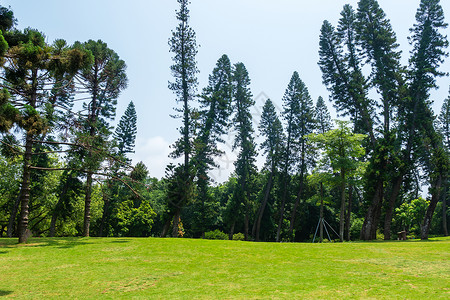 厦门园林植物园厦门万石植物园内部背景