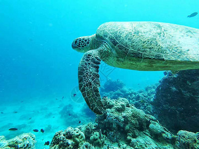 马尔代夫海龟高清图片