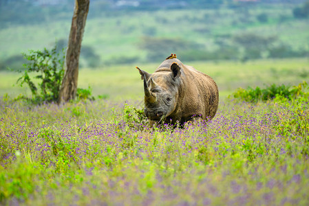 非洲黑犀牛大型哺乳动物高清图片
