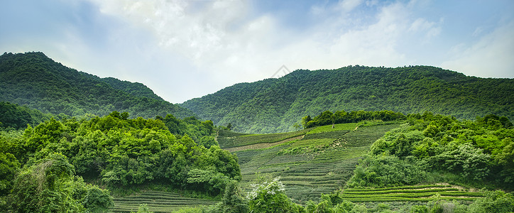 茶园龙坞茶园高清图片素材