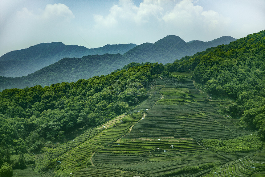 茶园图片