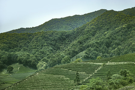 茶园自然高清图片素材