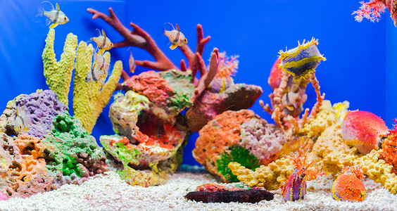 彩色渐变珊瑚群五彩珊瑚背景