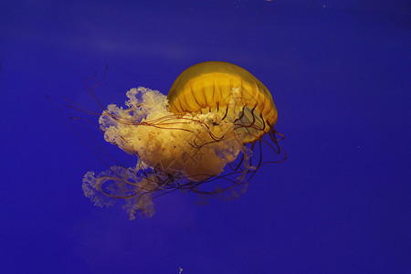 水母背景图片