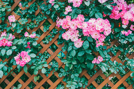 夏天花卉边框蔷薇花背景图背景
