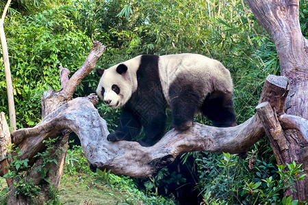 爬树的大熊猫背景图片
