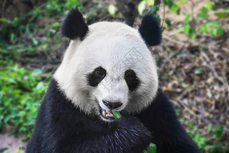 国宝大熊猫熊猫吃竹子都江堰图片素材