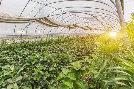 种植面积现代化草莓温室种植园背景
