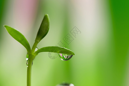 白露节气边框水滴中的花朵背景