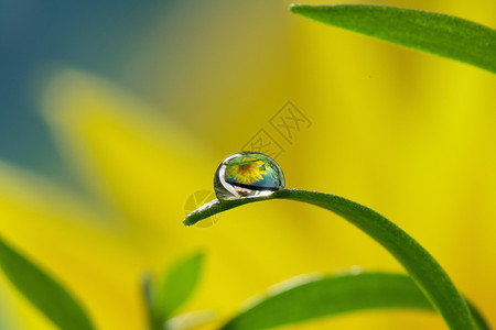 白露节气边框水滴中的花朵背景