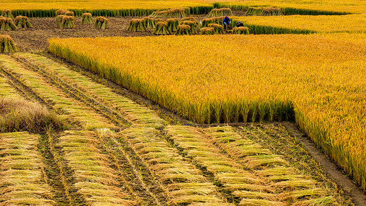 小麦收割芒种时节金黄稻田背景