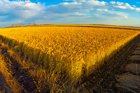 小麦收割芒种时节金黄稻田背景