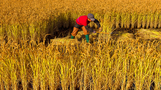 芒种时节稻田收割高清图片