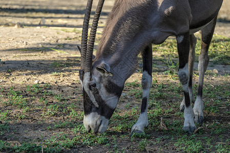 南非长角羚吃草高清图片