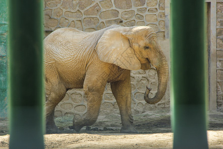 动物园里囚禁的大象背景图片