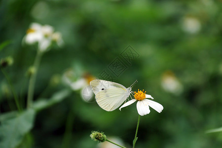 蝴蝶采花粉动物惊蛰高清图片