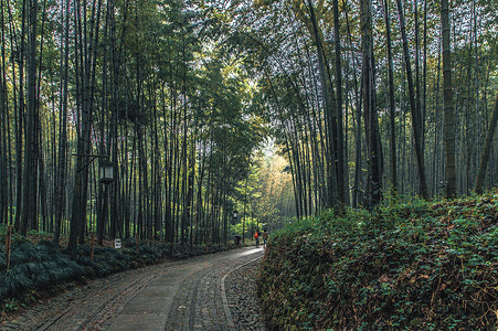 竹林小路林间小路背景