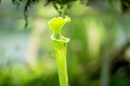 食虫的瓶子草背景