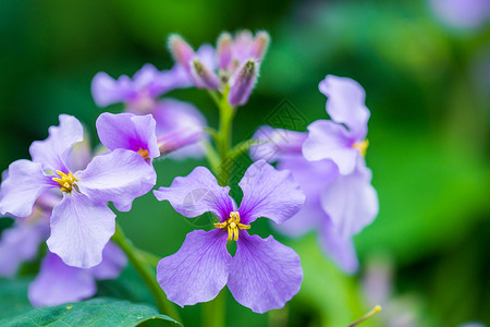 紫罗兰植物紫锥花高清图片