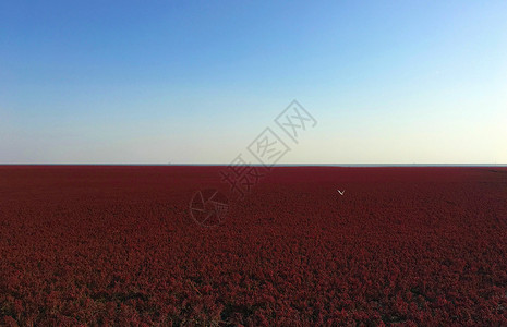 辽宁景点辽宁盘锦红海滩背景