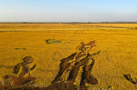 辽宁盘锦盘锦稻田画背景