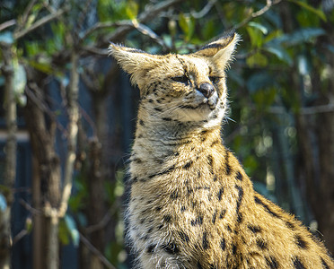 豹猫背景图片