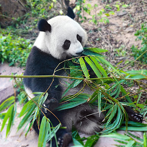 熊猫吃竹子乐山大佛都江堰图片素材