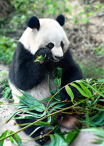 熊猫吃竹子青城山5A景区高清图片
