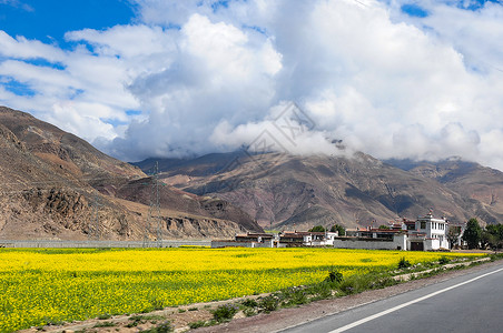 高原路边油菜花背景图片