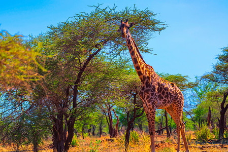 长颈鹿大型哺乳动物高清图片