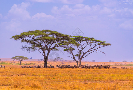 非洲景观非洲草原背景