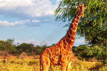 索马里长颈羚背景
