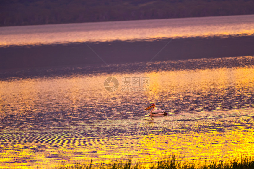 黄昏下的纳库鲁湖图片
