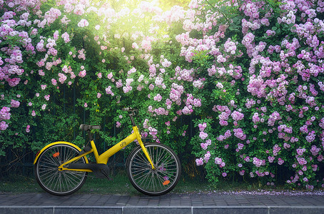 修自行车夏至蔷薇树下小黄车背景