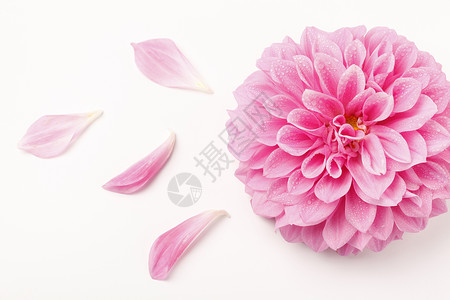粉色花朵图片