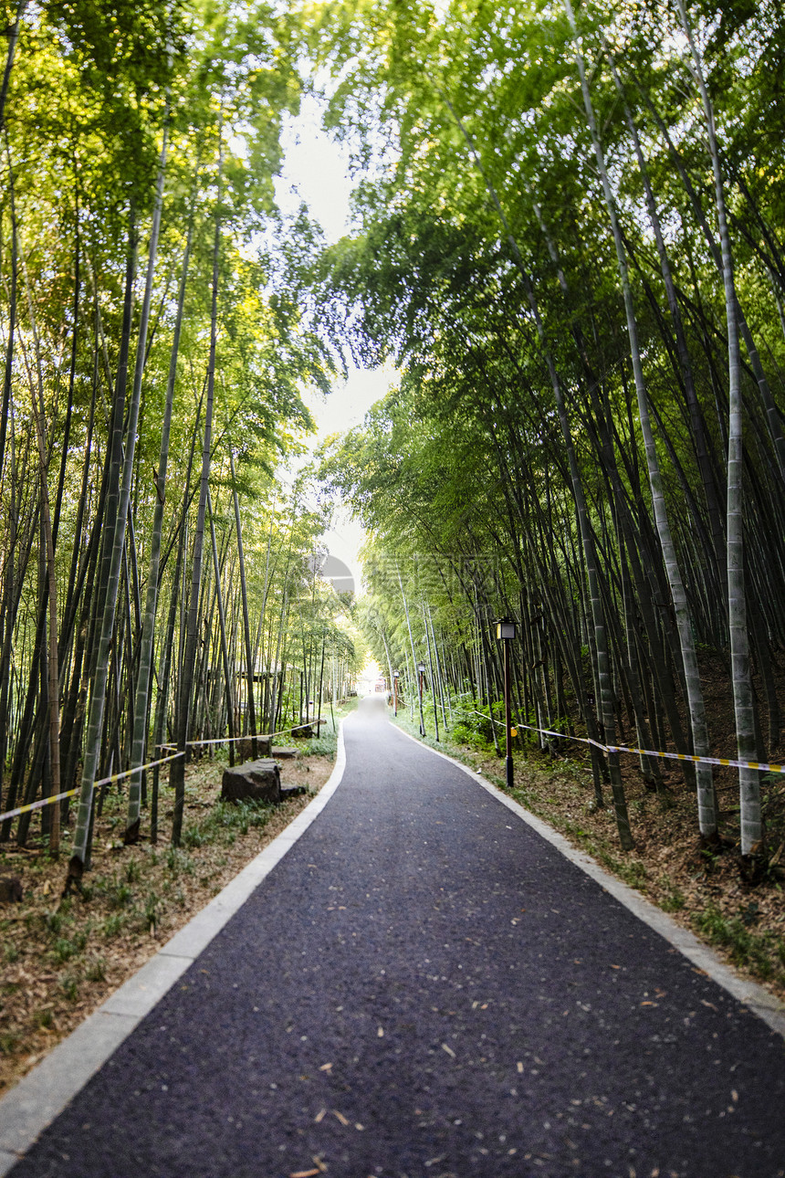 夏季竹林图片