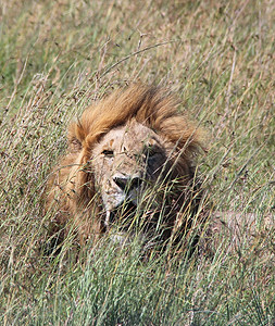 肯尼亚马赛马拉的雄狮背景图片
